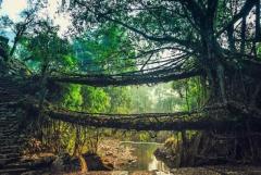 Best Meghalaya Tour Packages| Traverse To The Dream Land Like Never Before