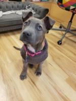 Teaching how to make a Cane Corso Puppies a cup of tea.